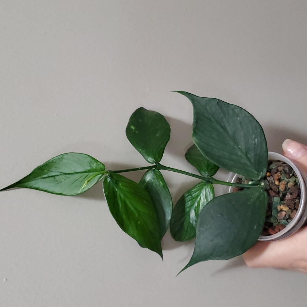 SOLD 🟢 Hoya Polyneura Rooted Cutting